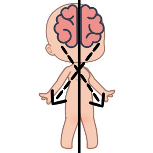 imagen de cerebro controlando la parte opuesta del cuerpo